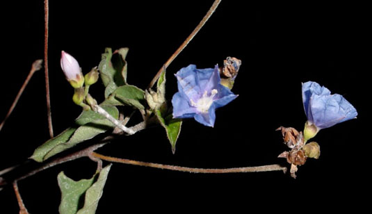 Jacquemontia pentantha